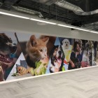 Branding, PETCO x Pentagono Art