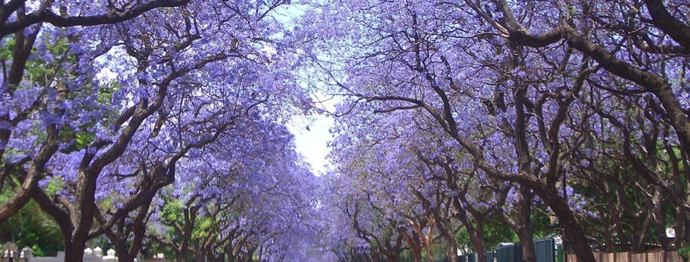 Las Jacarandas 