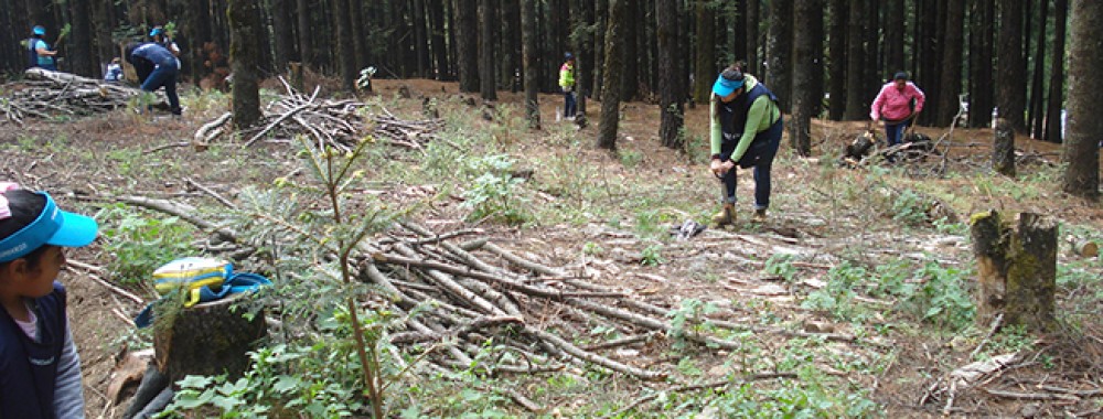 Voluntarios de GIA realizaron actividades de reforestación